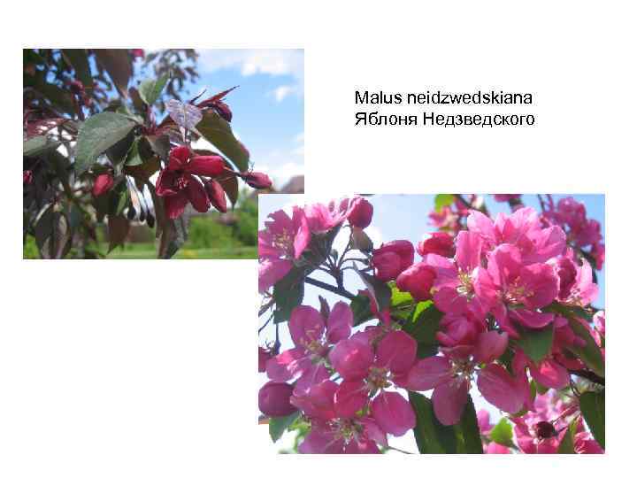 Malus neidzwedskiana Яблоня Недзведского 