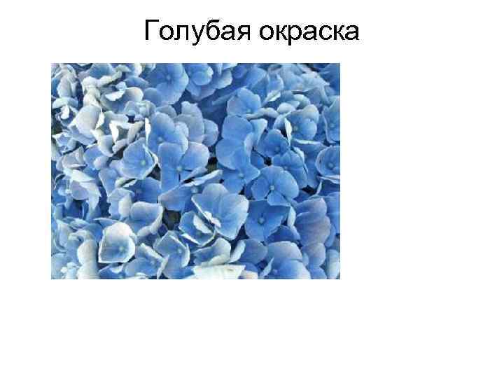 Голубая окраска 
