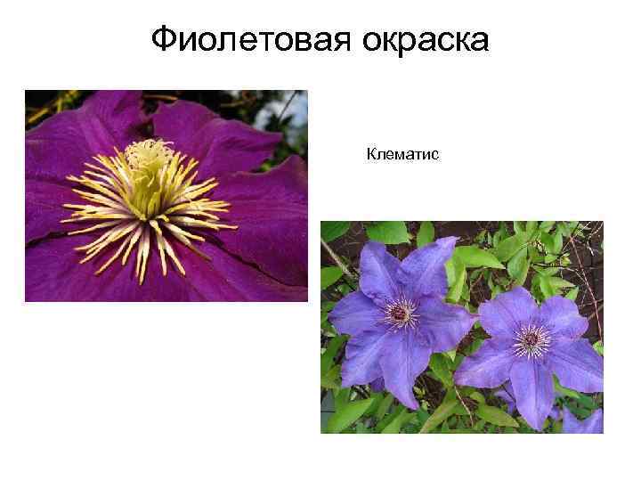 Фиолетовая окраска Клематис 