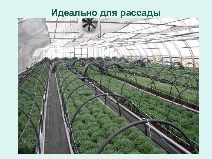 Идеально для рассады 