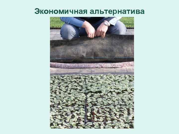 Экономичная альтернатива 