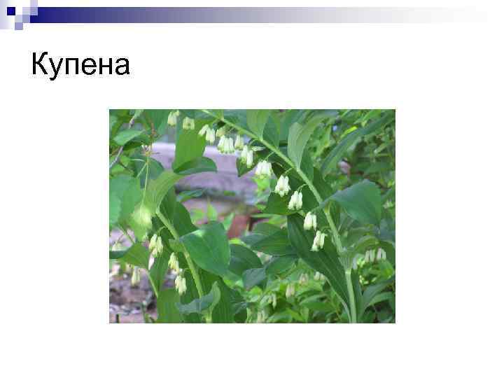 Купена 