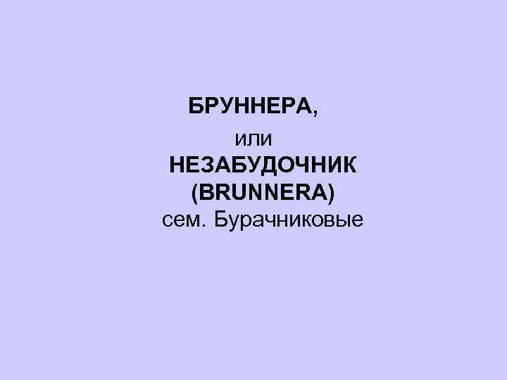 БРУННЕРА, или НЕЗАБУДОЧНИК (BRUNNERA) сем. Бурачниковые 