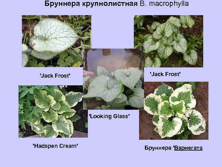  Бруннера крупнолистная В. macrophylla 'Jack Frost' 'Looking Glass' 'Hadspen Cream' Бруннера 'Вариегата 