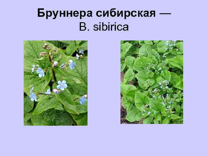 Бруннера сибирская — В. sibirica 