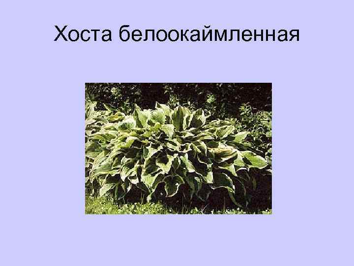 Хоста белоокаймленная 