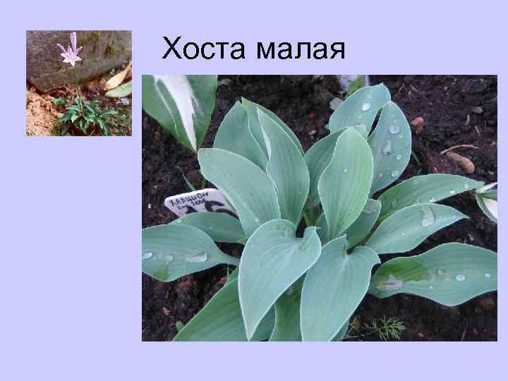 Хоста малая 