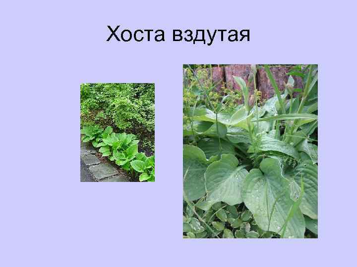 Хоста вздутая 