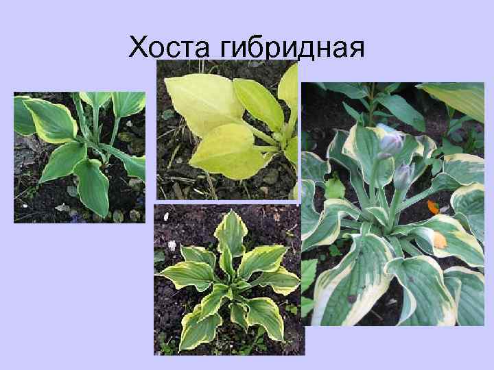 Хоста гибридная 
