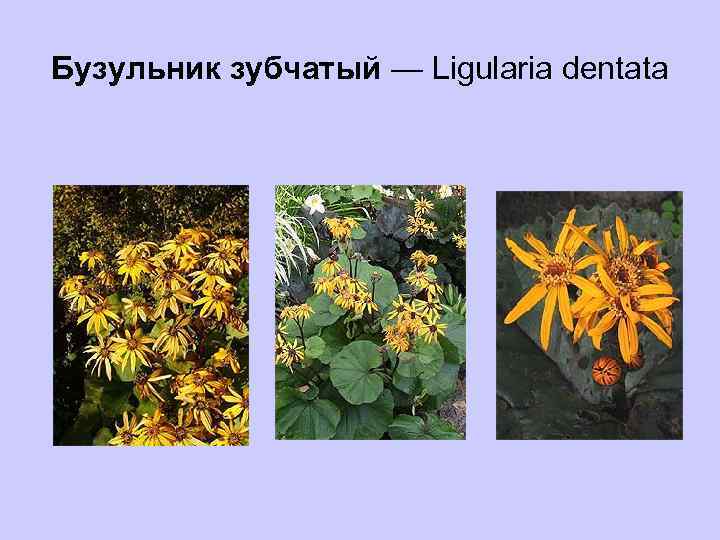 Бузульник зубчатый — Ligularia dentata 