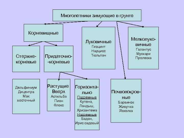 Многолетники зимующие в грунте Корневищные Луковичные Стержнекорневые Дельфиниум Дицентра Мак восточный Придаточно-корневые Растущие Вверх