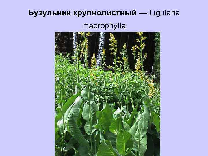 Бузульник крупнолистный — Ligularia macrophylla 