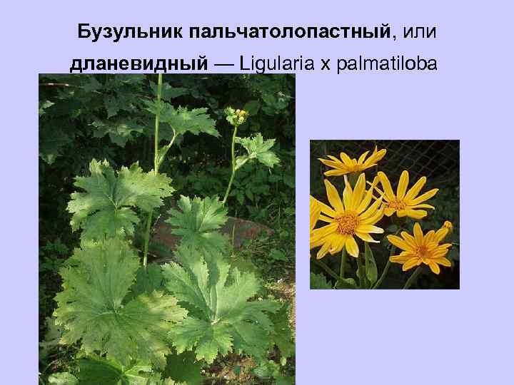 Бузульник пальчатолопастный, или дланевидный — Ligularia x palmatiloba 