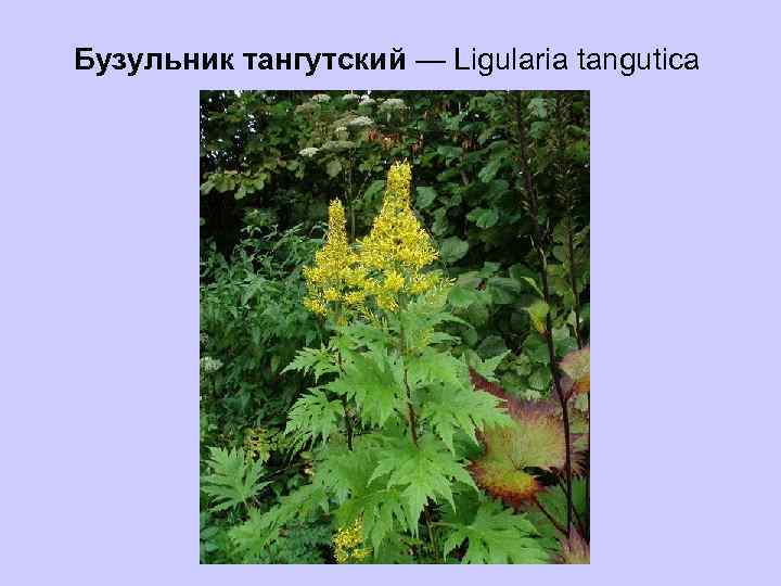 Бузульник тангутский — Ligularia tangutica 