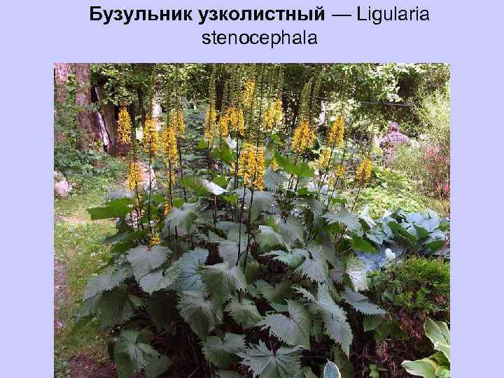 Бузульник узколистный — Ligularia stenocephala 