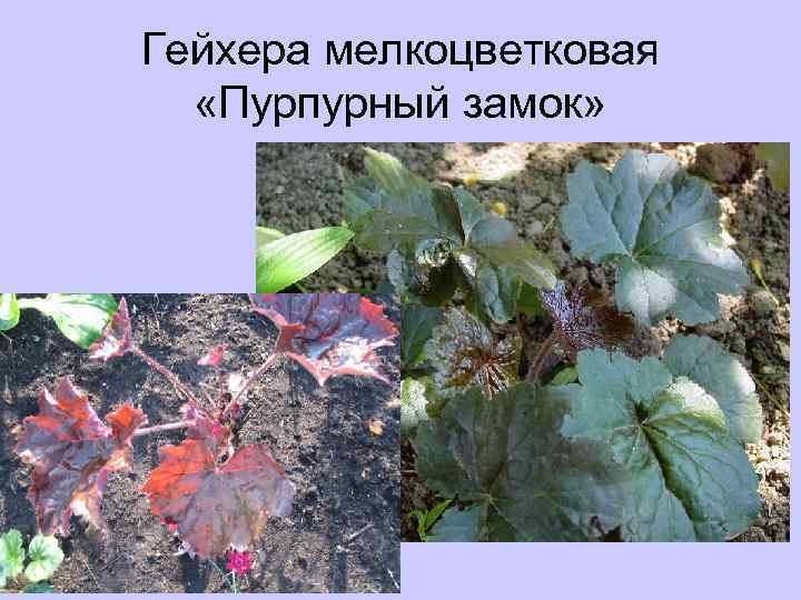 Гейхера мелкоцветковая «Пурпурный замок» 