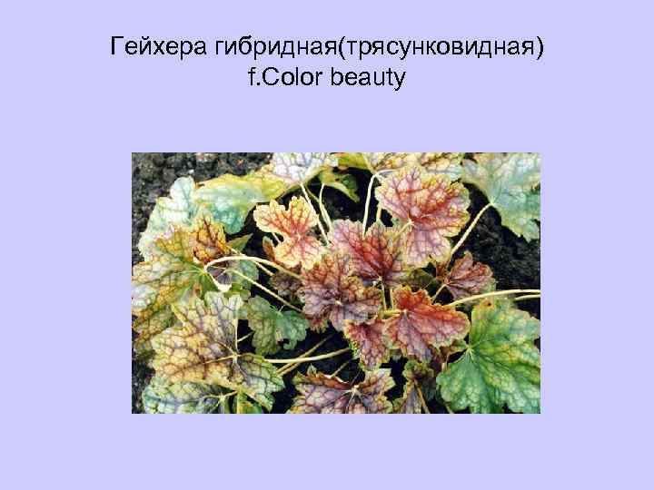Гейхера гибридная(трясунковидная) f. Color beauty 