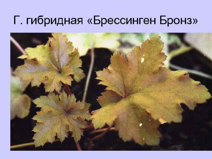 Г. гибридная «Брессинген Бронз» 