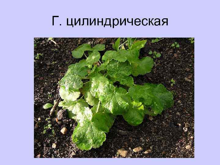 Г. цилиндрическая 