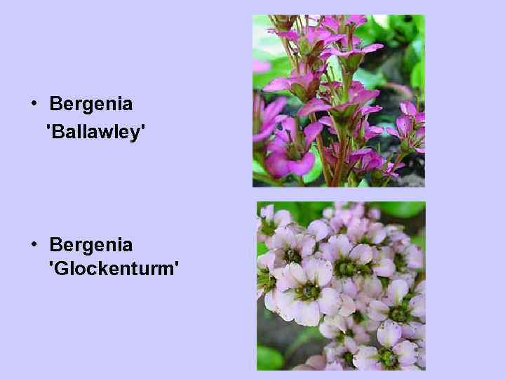  • Bergenia 'Ballawley' • Bergenia 'Glockenturm' 