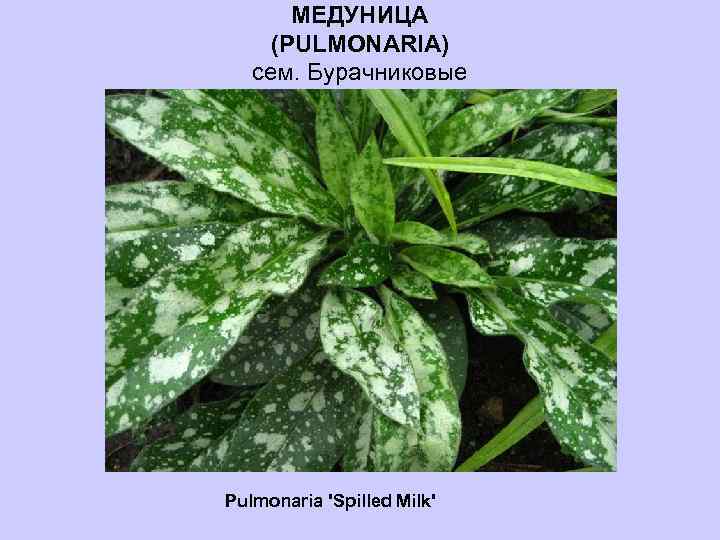 МЕДУНИЦА (PULMONARIA) сем. Бурачниковые Pulmonaria 'Spilled Milk' 
