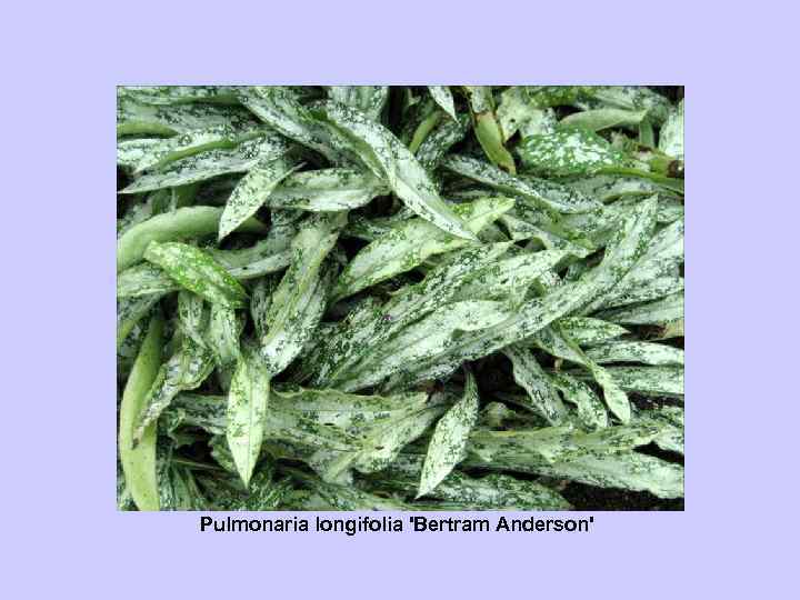 Pulmonaria longifolia 'Bertram Anderson' 