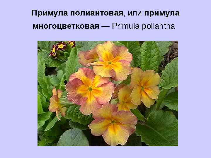 Примула полиантовая, или примула многоцветковая — Рrimula poliantha 
