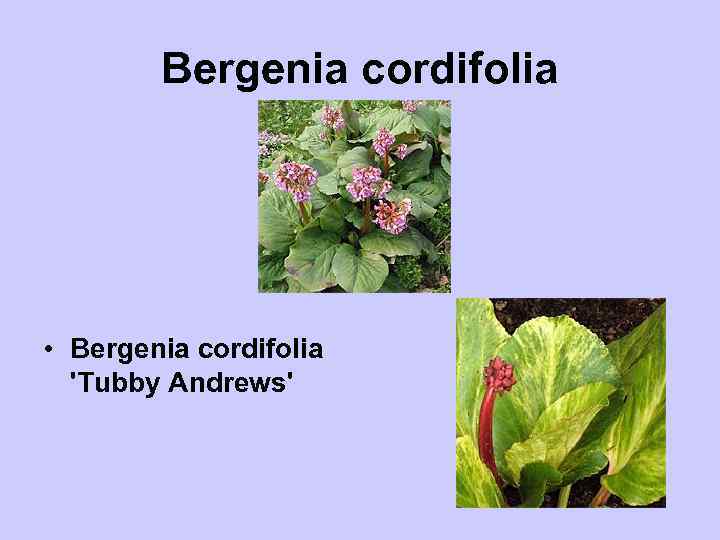 Bergenia cordifolia • Bergenia cordifolia 'Tubby Andrews' 