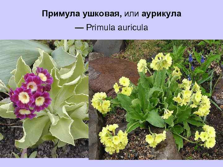 Примула ушковая, или аурикула — Рrimula auricula 
