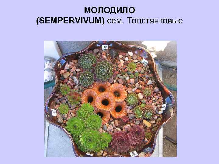 МОЛОДИЛО (SEMPERVIVUM) сем. Толстянковые 