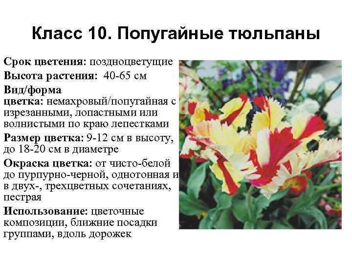 Класс 10. Попугайные тюльпаны Срок цветения: поздноцветущие Высота растения: 40 -65 см Вид/форма цветка: