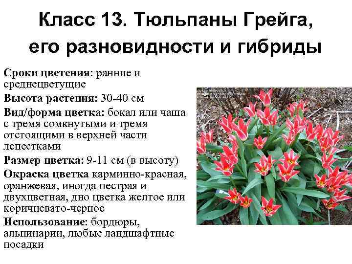 Факты о тюльпанах. Тюльпан Грейга. Растения Казахстана тюльпан Грейга. Тюльпан Грейга дикорастущий. Описание растение тюльпан Грейга.