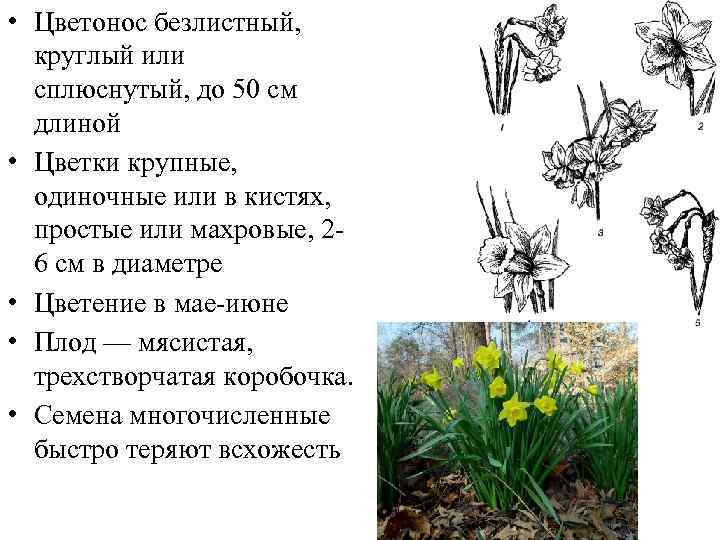  • Цветонос безлистный, круглый или сплюснутый, до 50 см длиной • Цветки крупные,