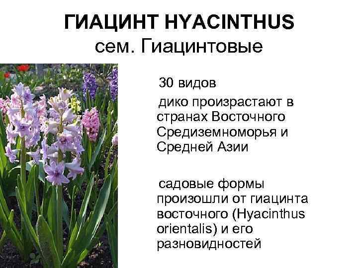 ГИАЦИНТ HYACINTHUS сем. Гиацинтовые 30 видов дико произрастают в странах Восточного Средиземноморья и Средней