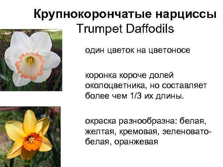Крупнокорончатые нарциссы Trumpet Daffodils один цветок на цветоносе коронка короче долей околоцветника, но составляет