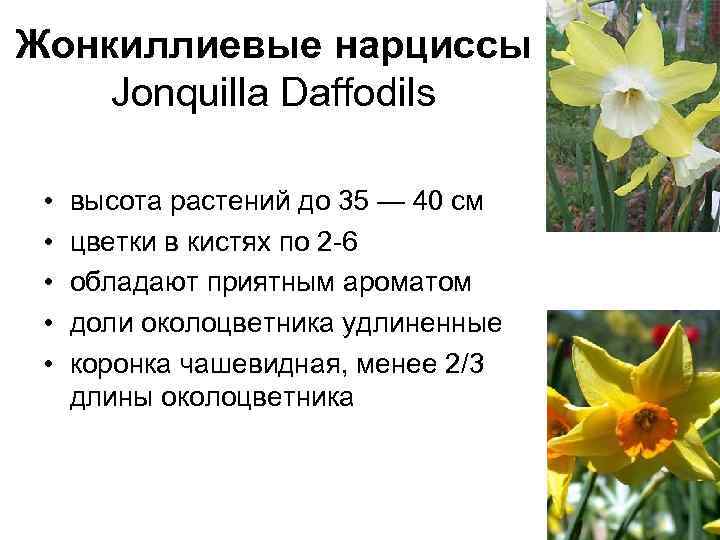 Жонкиллиевые нарциссы Jonquilla Daffodils • • • высота растений до 35 — 40 см