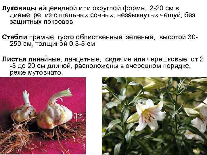 Луковицы яйцевидной или округлой формы, 2 -20 см в диаметре, из отдельных сочных, незамкнутых