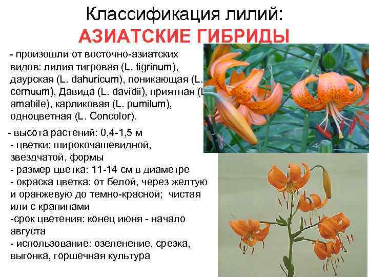 Классификация лилий: АЗИАТСКИЕ ГИБРИДЫ - произошли от восточно-азиатских видов: лилия тигровая (L. tigrinum), даурская