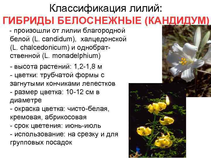 Классификация лилий: ГИБРИДЫ БЕЛОСНЕЖНЫЕ (КАНДИДУМ) - произошли от лилии благородной белой (L. candidum), халцедонской