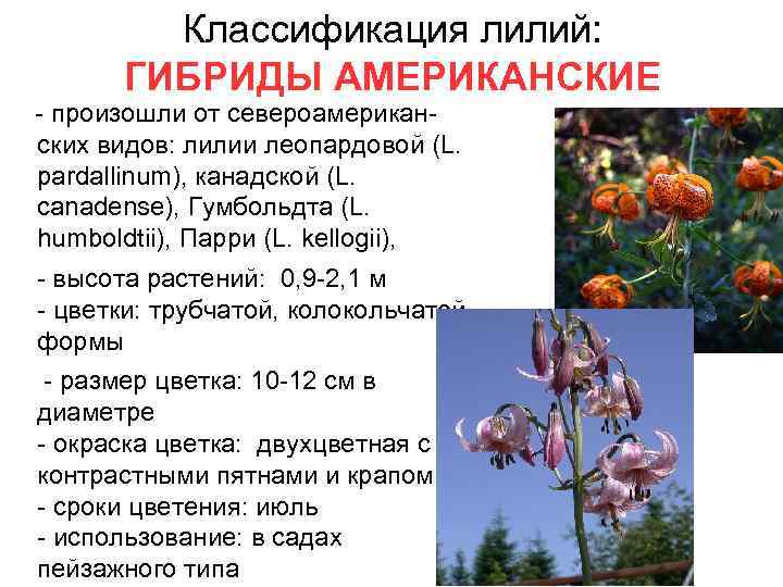 Классификация лилий: ГИБРИДЫ АМЕРИКАНСКИЕ - произошли от североамерикан- ских видов: лилии леопардовой (L. pardallinum),
