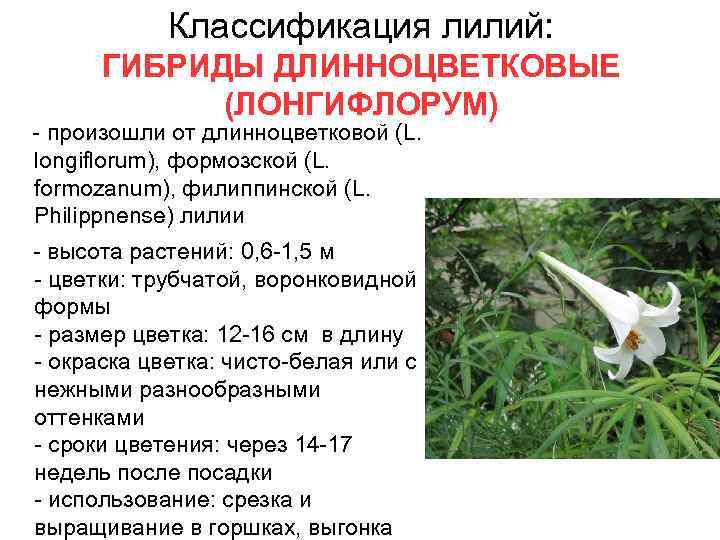 Классификация лилий: ГИБРИДЫ ДЛИННОЦВЕТКОВЫЕ (ЛОНГИФЛОРУМ) - произошли от длинноцветковой (L. longiflorum), формозской (L. formozanum),
