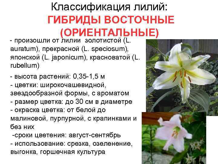 Классификация лилий: ГИБРИДЫ ВОСТОЧНЫЕ (ОРИЕНТАЛЬНЫЕ) - произошли от лилии золотистой (L. auratum), прекрасной (L.