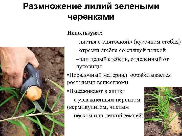 Размножение лилий зелеными черенками Используют: –листья с «пяточкой» (кусочком стебля) –отрезки стебля со спящей