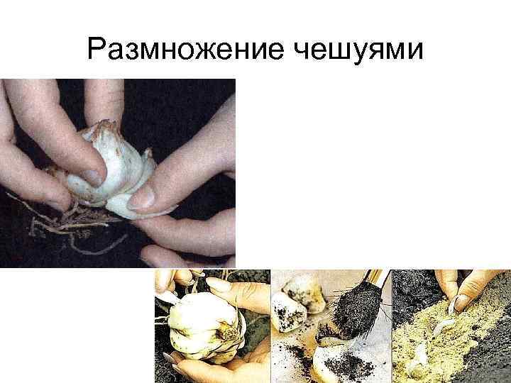 Размножение чешуями 
