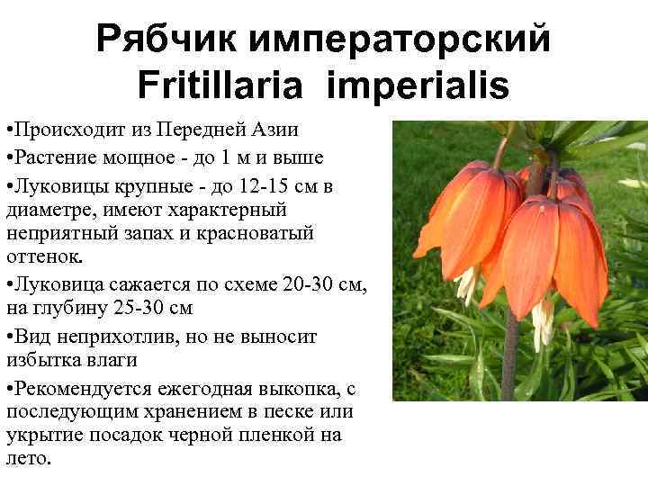 Рябчик императорский Fritillaria imperialis • Происходит из Передней Азии • Растение мощное - до