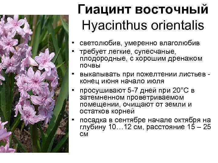 Гиацинт восточный Hyacinthus orientalis • светолюбив, умеренно влаголюбив • требует легкие, супесчаные, плодородные, с