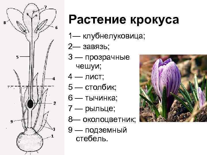 Образец луковичного куста