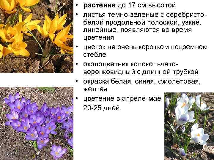  • растение до 17 см высотой • листья темно-зеленые с серебристобелой продольной полоской,
