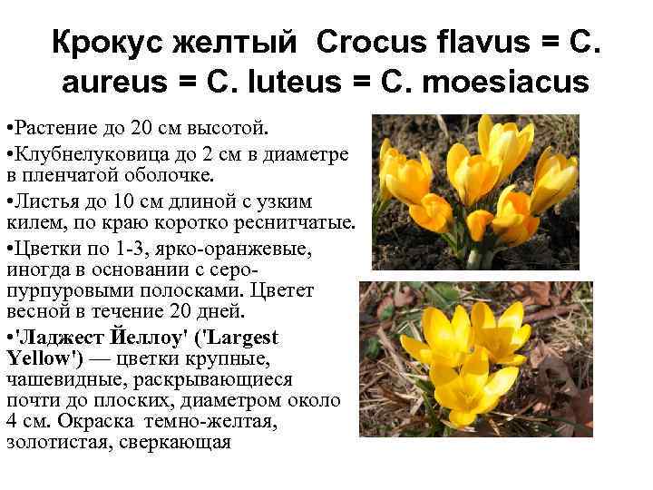 Крокус желтый Crocus flavus = С. aureus = С. luteus = C. moesiacus •
