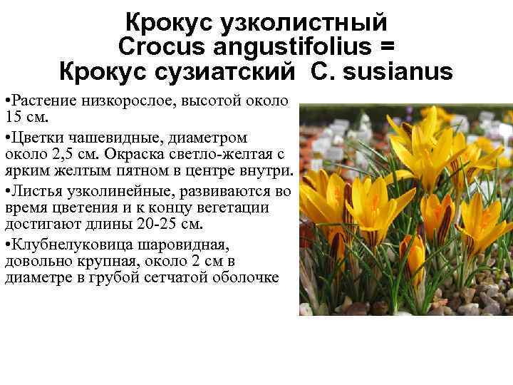 Крокус узколистный Crocus angustifolius = Крокус сузиатский C. susianus • Растение низкорослое, высотой около